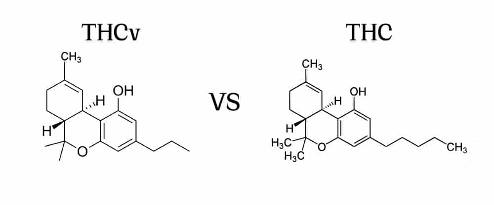 THCV and THC have almost identical molecular structures, with the key difference being the length of the side carbon chain.