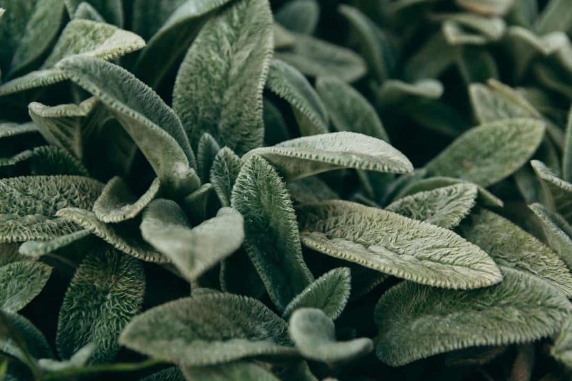 fragrant sage terpenes