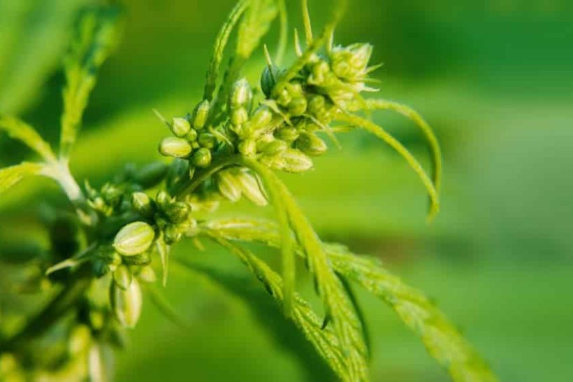 Beautiful background of green cannabis flowers