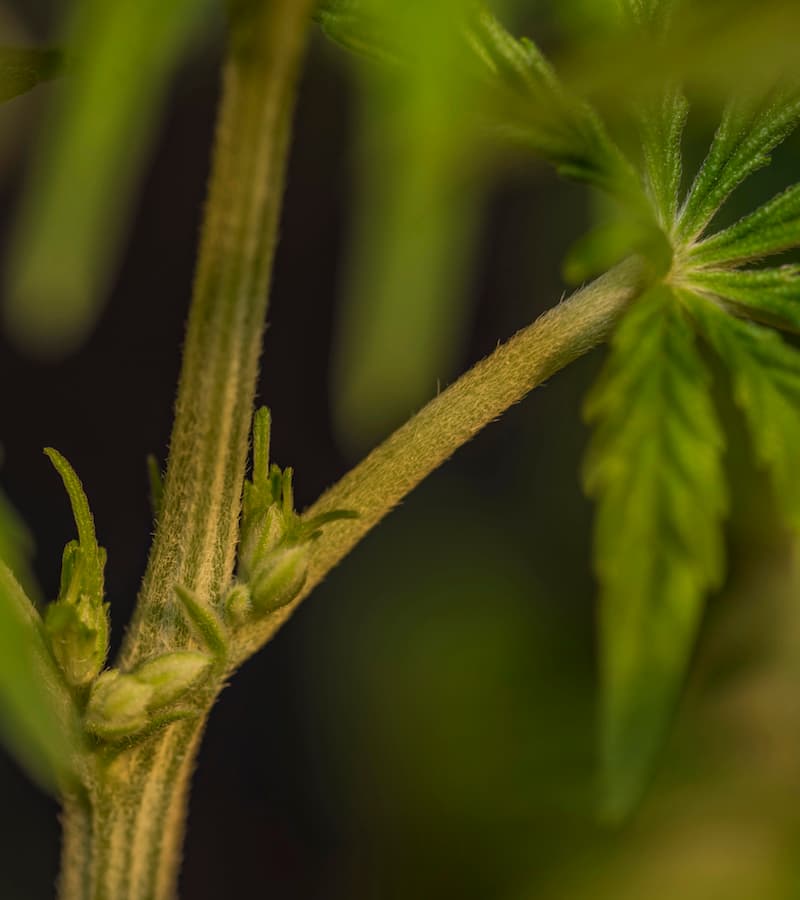 Detail of male flower of cannabis