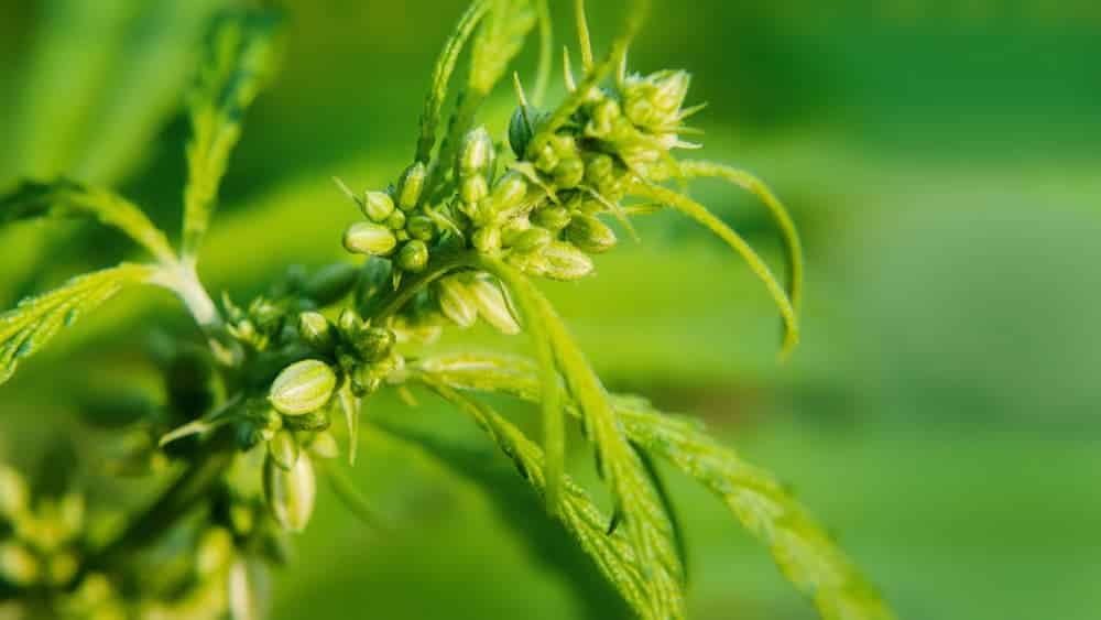 Beautiful background of green cannabis flowers