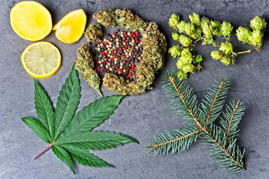 Cannabis bud and leaf with hoppy, pepper, lemon and fir needles